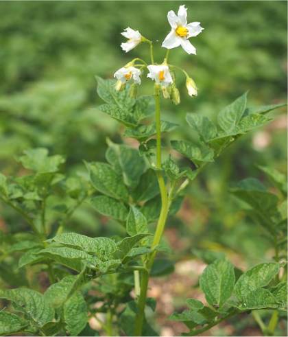 Photo de Pomme de terre - Solanum tuberosum