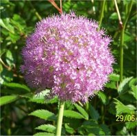 Allium giganteum - Photo de fleur d'Ail g�ant