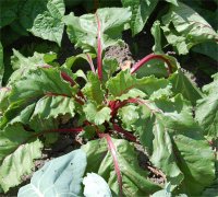 Photo de betterave - Beta vulgaris
