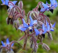 Borago officinalis - Photo de Bourrache
