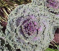 Brassica oleracea - Photo de Chou d�coratif