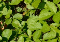Photo de fraisiers des bois - Fragaria vesca