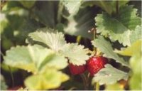 Fragaria virginiana - Photo de fraisier