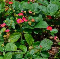 Fraisier de jardin - Fragaria x ananassa