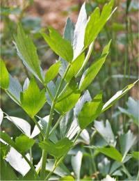 Photo de liv�che - Levisticum officinale