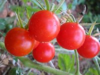 Photo de tomate cerise - Lycopersicon esculentum cerasiforme'