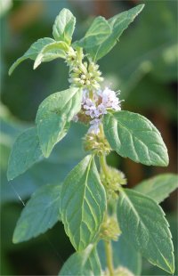 Photo de menthe aquatique - Mentha aquatica