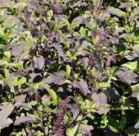 Photo de basilic sacr� - Ocimum tenuiflorum