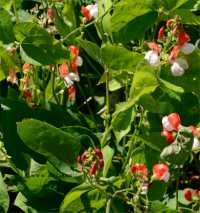 Photo de haricot d'Espagne - Phaseolus coccineus