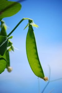 Photo de pois mange-tout - Pisum sativum macrocarpum