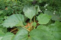 Rheum cultorum - Photo de rhubarbe