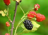 Rubus fruticosus - Photo de m�rier - Ronces