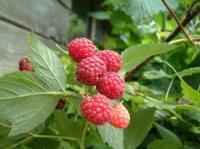 Rubus idaeus - Photo de framboisier