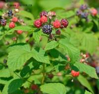 Photo de framboise noire - Rubus occidentalis