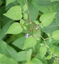 Photo de Douce-Am�re - Solanum dulcamara