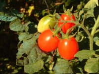 Photo de tomate - Lycopersicon esculentum 'roma'