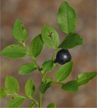 Myrtille - Vaccinium myrtillus