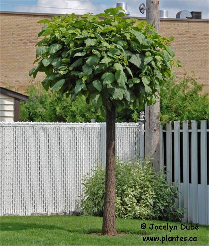Catalpa après une taille agressive