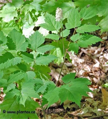 Photo d'act�e � gros p�dicelles - Actaea pachypoda