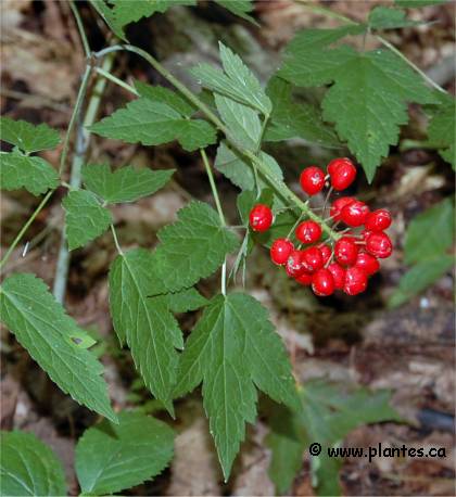 Photo des fruits d'Act�e rouge - Actaea rubra