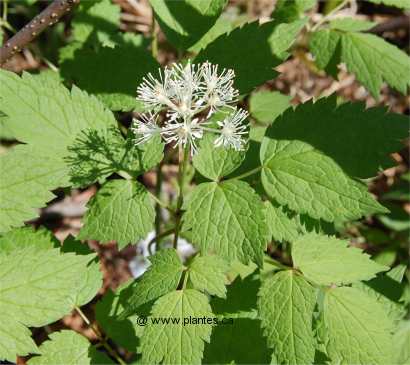 Photo d'act�e rouge en fleur - Actaea rubra