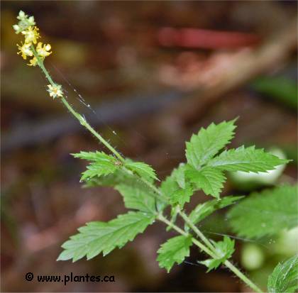 Photo d'Aigremoine à sépales crochus - Agrimonia gryposepala
