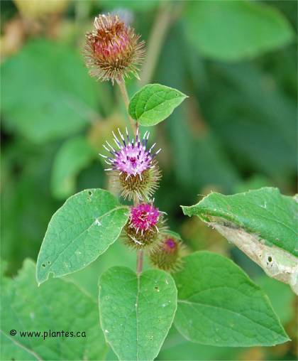 Photo de petite bardane - Arctium minus