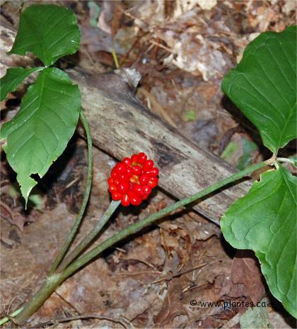 Photo des fruits de petit-prêcheur - Arisaema triphyllum