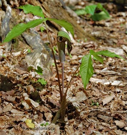 Photo de petit-prêcheur en fleur - Arisaema triphyllum
