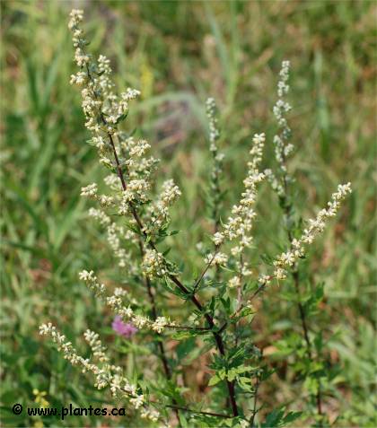 Photo d'Armoise vulgaire - Artemisia vulgaris