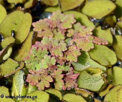 Photo de foug�re d'eau - Azolla