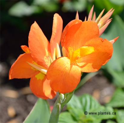 Fleurs de Balisier de l'Inde - Canna x hybrida