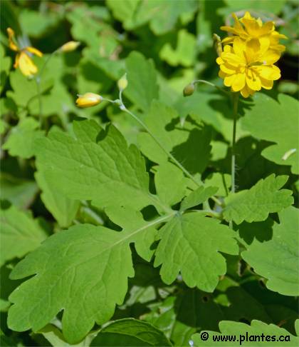 Photo de Ch�lidoine 'flore pleno' - Chelidonium majus 'flore pleno'