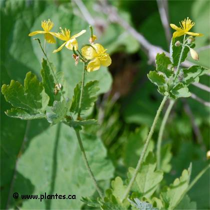 Photo d'Herbe aux verrues - Chelidonium majus