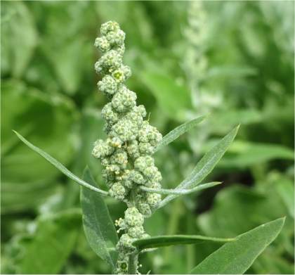 Photo de Chénopode blanc - Chenopodium album