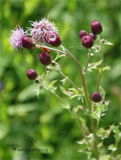 Photo de chardon des champs - Cirsium arvense