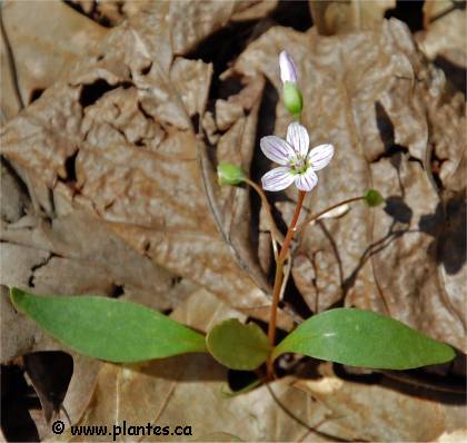 Photo de Claytonie de Caroline - Claytonia caroliniana