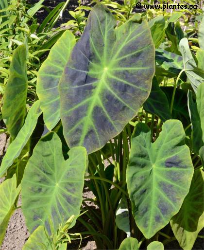 Photo de Taro - Colocasia esculenta