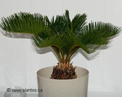 Photo de cycas du Japon - Cycas revoluta