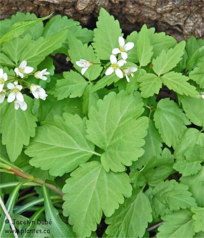 Photo de Dentaire à deux feuilles - Dentaria diphylla