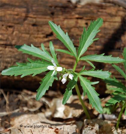 Photo de Dentaire lacini�e - Dentaria laciniata