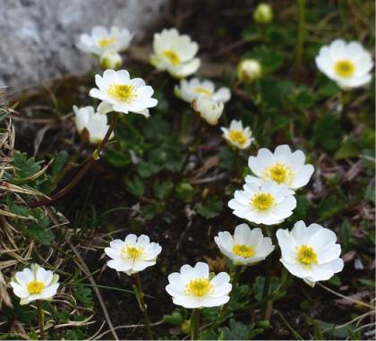 Photo de Dryade à huit pétales - Dryas octopetala
