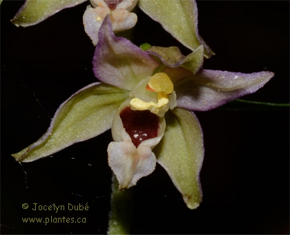 Photo de fleur d'helleborine - Epipactis helleborine