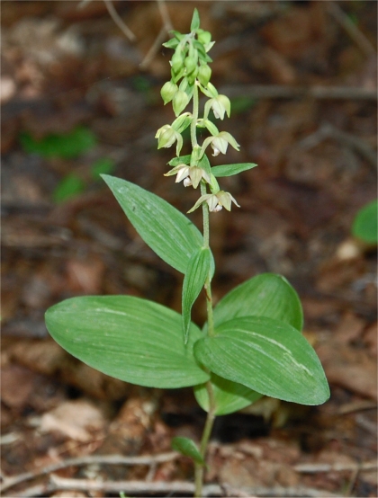 Photo d'épipactis petit-hellébore - Epipactis helleborine