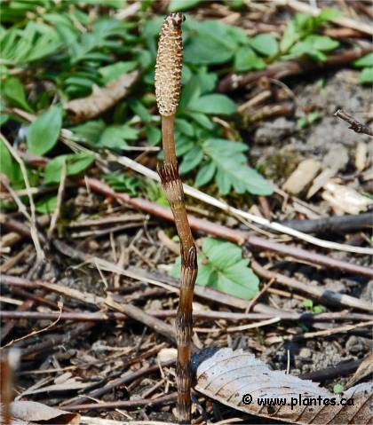 Photo de Prêle fertile - Equisetum