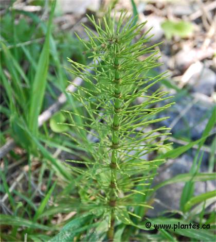 Photo de Prêle stérile - Equisetum