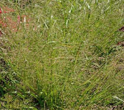 Photo d'Éragrostide - Eragrostis trichodes