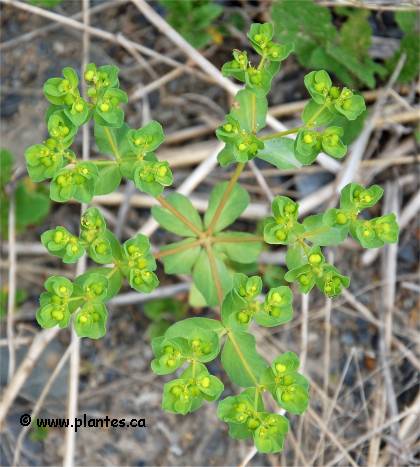 Photo d'euphorbe réveille-matin - Euphorbia helioscopia