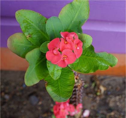 Photo d'Euphorbe milii - Euphorbia milii