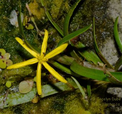 Photo d'Hétéranthère litigieuse - Heteranthera dubia